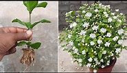 How To Grow Mogra Jasmine Plant From Cuttings | Mogra | Jasmine