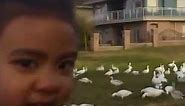 Look At All Those Chickens - Original Uncut Vine