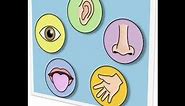 Five 5 Senses Human Body- -Part 1-kindergarten,preschool,toddlers