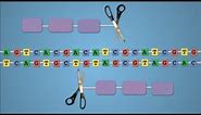 Method of the Year 2011: Gene-editing nucleases - by Nature Video