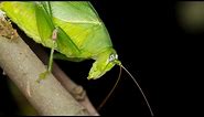 Sounds of Katydids! Sounds at night time Part 1 - Check Part 2 for Full Length Katydid Video