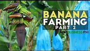 How to grow Banana Tree Part 2 : Banana Farm Management | Agribusiness Philippines