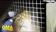 New body camera footage of tiger bite aftermath l GMA