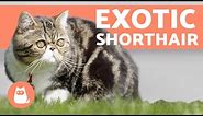 Exotic Shorthair - One of MOST LOVING Cat Breeds