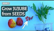 How to Grow Chinese jujube from seeds Fast. Sprout germinate Jujube from Seeds. Chinese Dates.