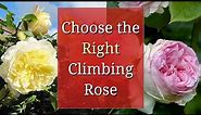 Choose the Right Climbing Rose