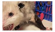 Opossums try to look tough... - Willowbrook Wildlife Center