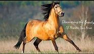 The Dun Horse Breed: America's Most Majestic Mustangs