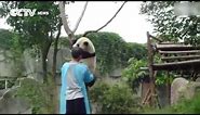 So Cute! Panda asks for hug to get down from tree!