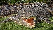 20ft, Boat Sized Saltwater Crocodile Appears Literally Out of Nowhere