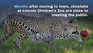 The new cheetahs at the Lincoln zoo... - Lincoln Journal Star