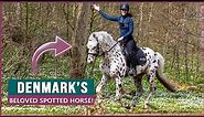 Equestrian Rides the Knabstrupper Horse in Denmark!
