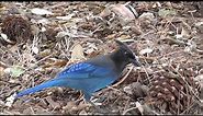 Steller's Jay seaching food. Fall time.