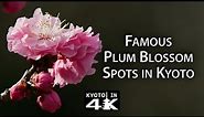 Beautiful Kyoto: Plum Blossom Viewing Spots (Kitano Tenmangū, Jōnangū & Zuishin-in) [4K]