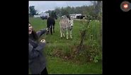 Donkey Laughs at Dog Getting Shocked By Electric Fence