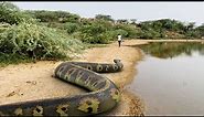 Anaconda Snake 3 In Real Life HD Video