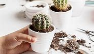 What to do if your cactus turns brown or yellow | HappySprout