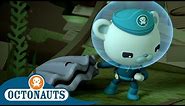 Octonauts - Captain Barnacles Is in Trouble! | Compilation | Cartoons for Kids