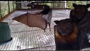 Dancing bats (filmed upside-down & set to music)