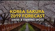 Cherry Blossom in Korea (2019): Dates and Viewing Spots