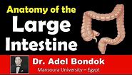 Anatomy of the Large Intestine, Dr Adel Bondok