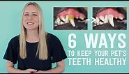 Vet Explains 6 Ways To Keep Your Pet's Teeth Healthy
