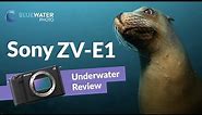 Sony ZV-E1 Review for Underwater Video