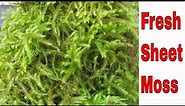Fresh sheet moss