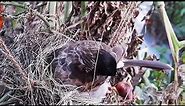 Epi 8 | Black Bulbul Pushed Out Immature Baby bird off the Nest ||| Black Headed bulbul feed Day2