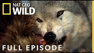 Monster Wolf (Full Episode) | America the Wild