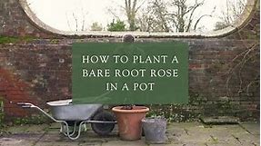 Planting a bare root rose in a pot