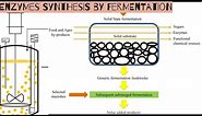 Enzymes synthesis by fermentation