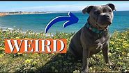 5 Weird Facts About Staffordshire Bull Terriers