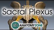 Sacral Plexus | Anatomy Tutorial