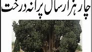 IRAN - Abarkuh Cypress tree 4,000 years old