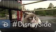 Grumpy Cat Finds Her Disney Side | Grumpy & Grumpy Cat | Disney Parks