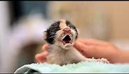 Cry Of A Baby Kitten