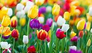 Tulip Facts for Kids (All You Need to Know!)