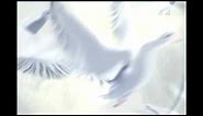 3D Animation White Doves Flying