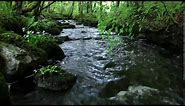 8 Hours Relaxing Nature Sounds Forest River-Sleep Relaxation-Birdsong-Sound of Water-Johnnie Lawson