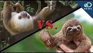 Why Are There 2-Toed and 3-Toed Sloths?