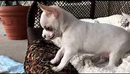 Chihuahua puppy sees others playing with his toys.. you'll never believe what happens next..