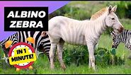Albino Zebra - In 1 Minute! 🎠 Albino Animal You Have Never Seen | 1 Minute Animals