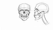 Drawing the human skull from memory
