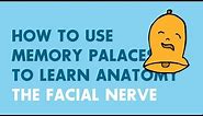 How to Use Memory Palaces in Medical School | Anatomy: Facial Nerve