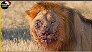 100 Brutal Moments Lion, Leopard & Wild Animals Injured To Dea.th In The Wild