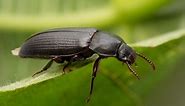 9 Types of Black Bugs with Pictures and Identification Guide