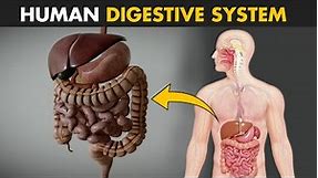 Human Digestive System - How it works? | Its parts and functions