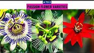 Passion Flower Varieties A to Z
