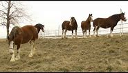 Super Bowl's Baby Clydesdale: A Budweiser Story | Nightline | ABC News